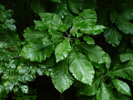 {Magnolia macrophylla}